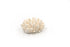 Premium Decor Finger Coral - Acropora Finger